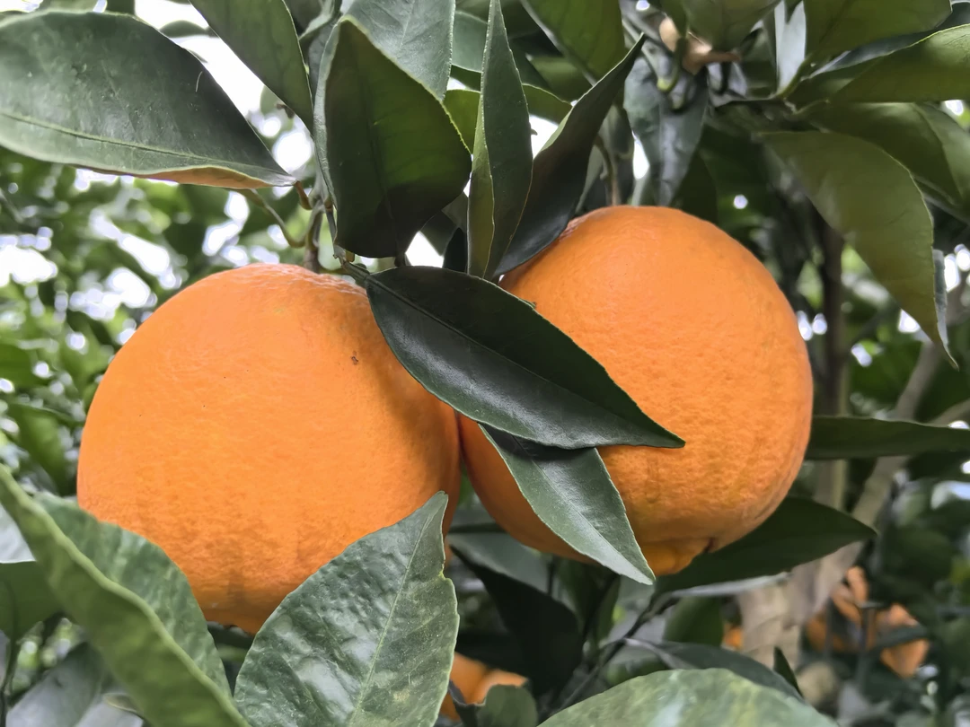 正宗四川苍溪纽荷尔现摘新鲜水果产地直发应季果园直发（特大）