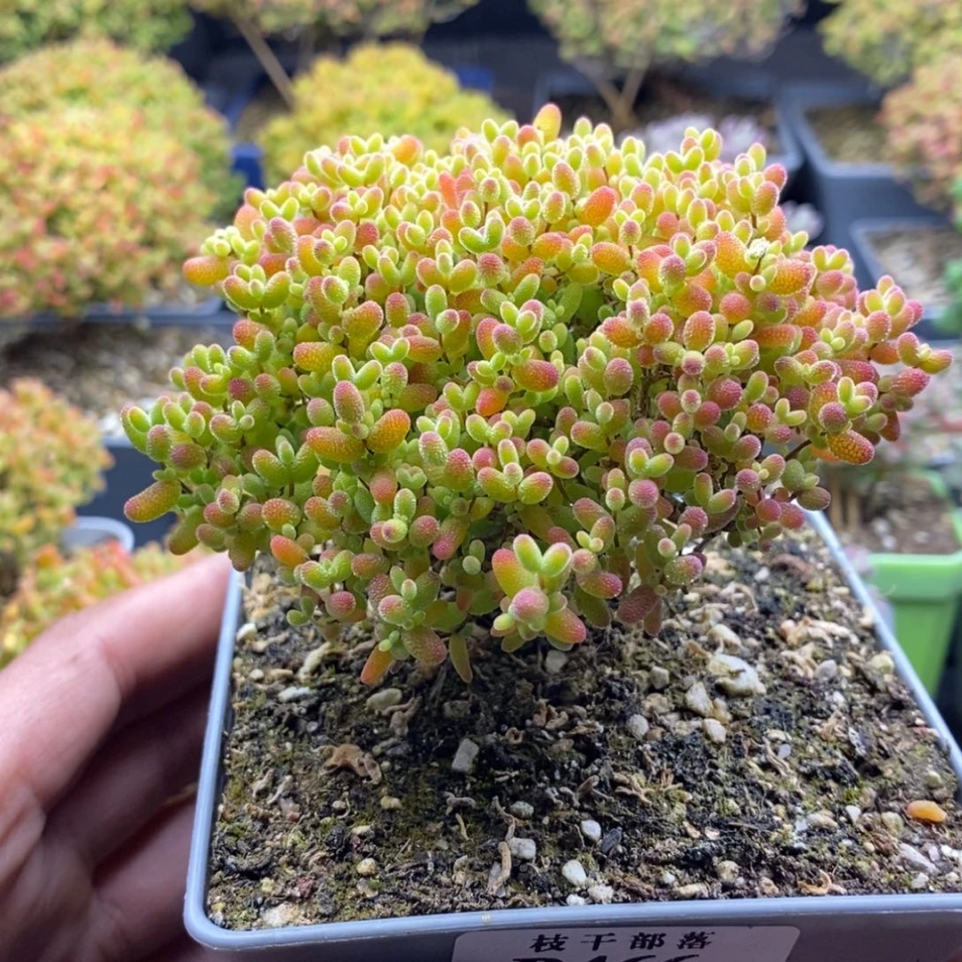 蜜橘糖球466。
