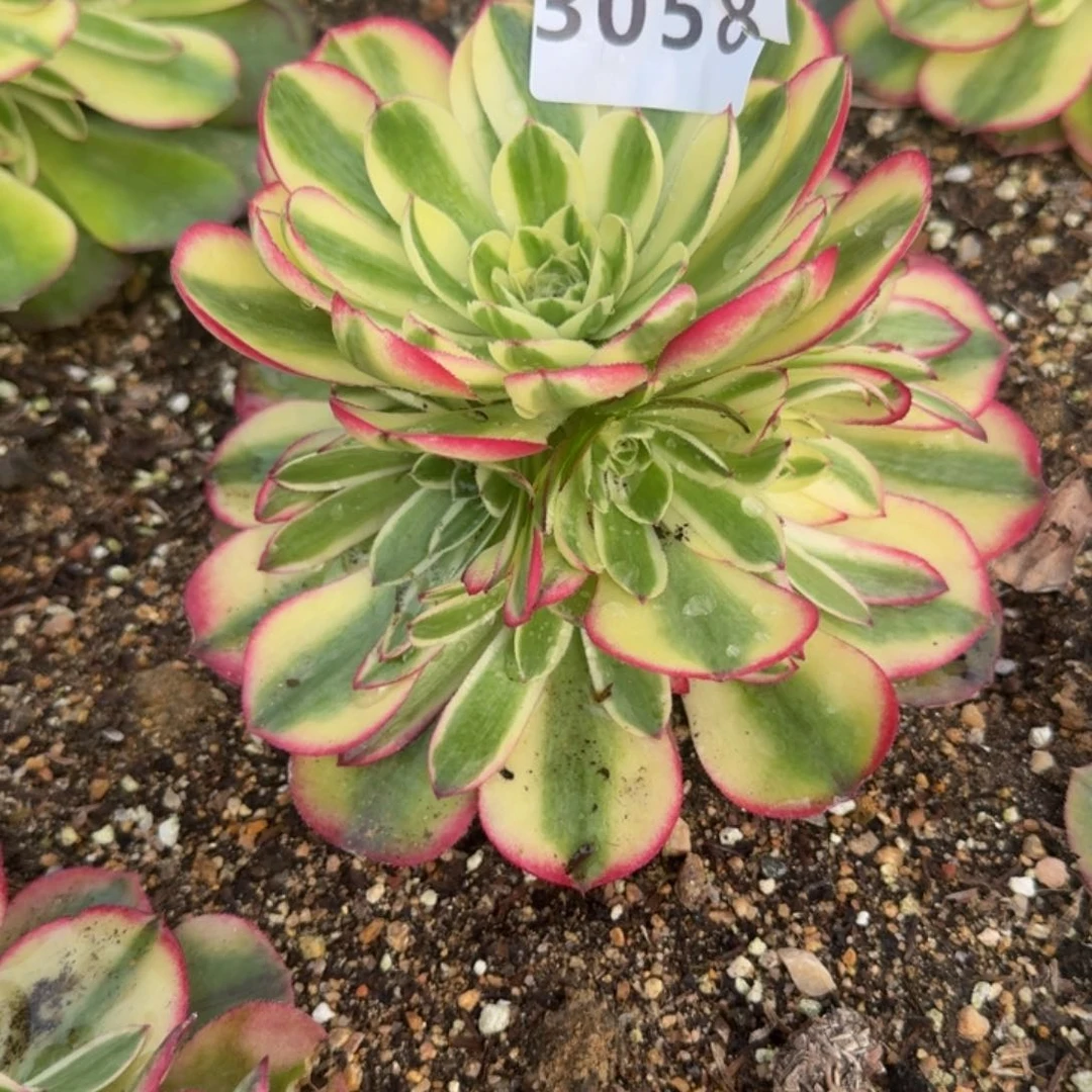 涛*a3058柔情到秋天。多肉植物