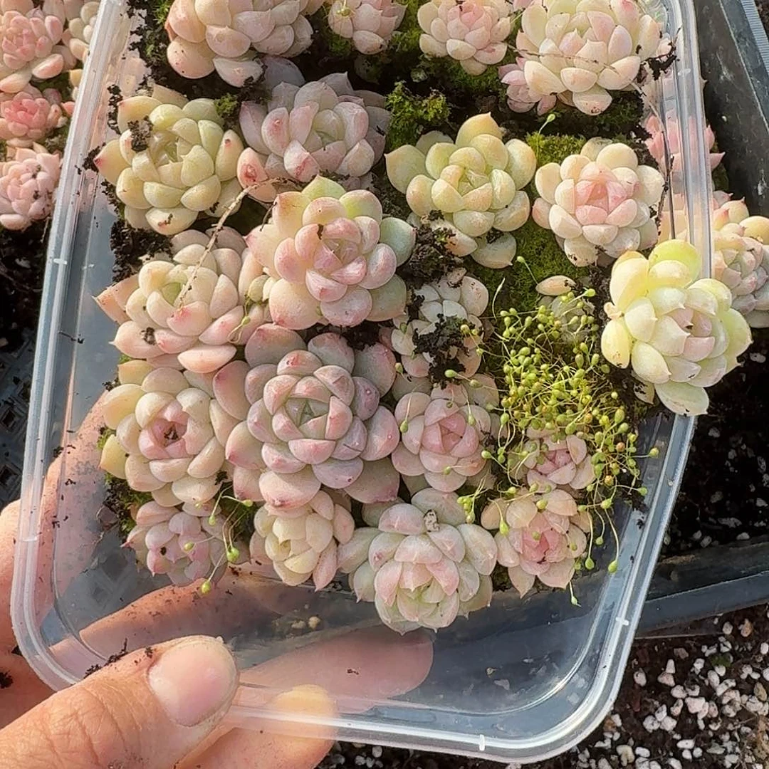 杂交新品珍妮多肉450