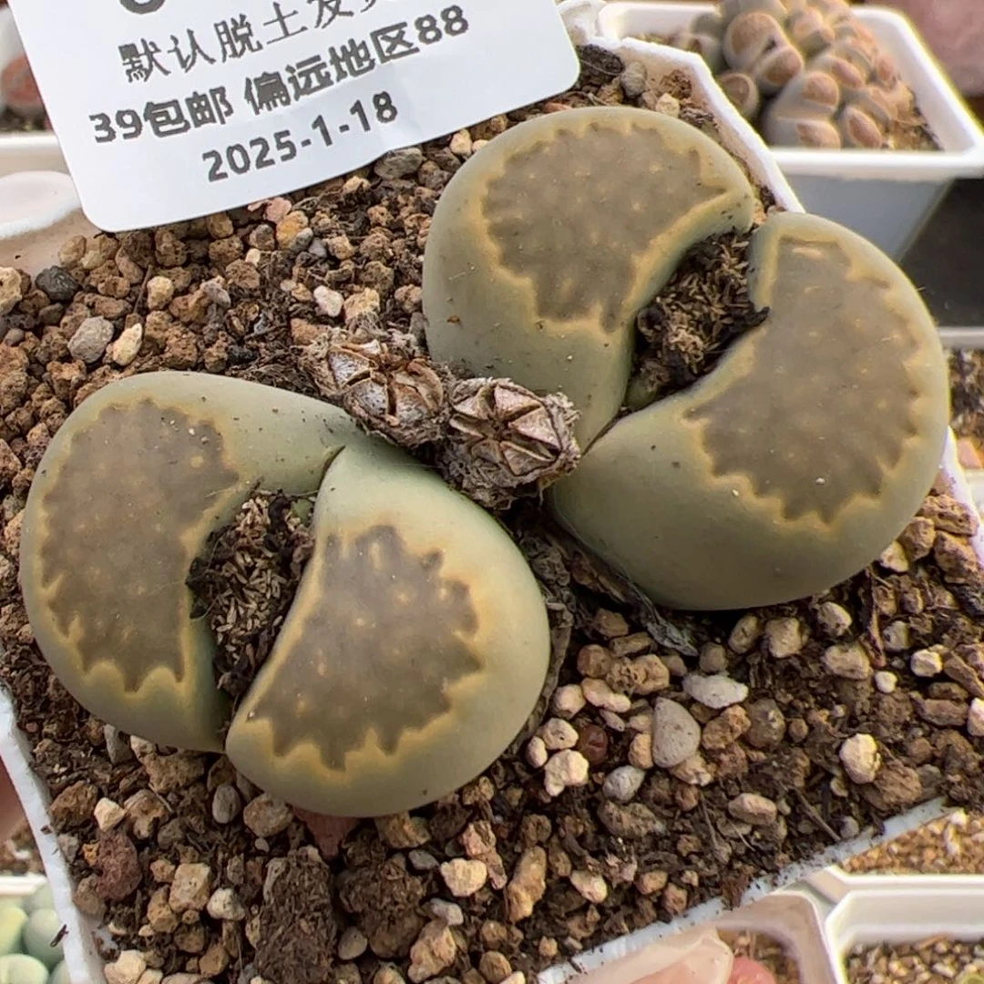 0446号 黄巴黎 咋叫我多肉植物