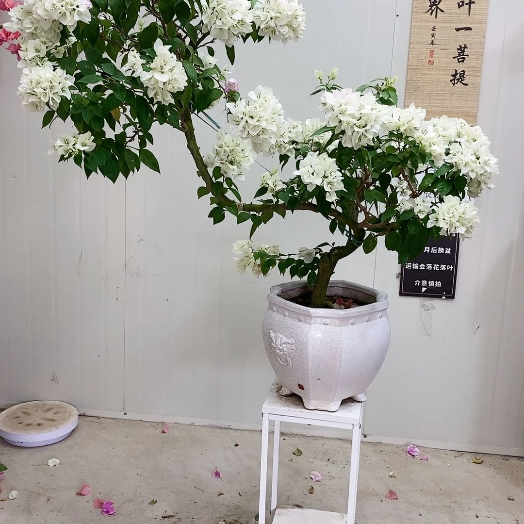 大部分花苞少量开放