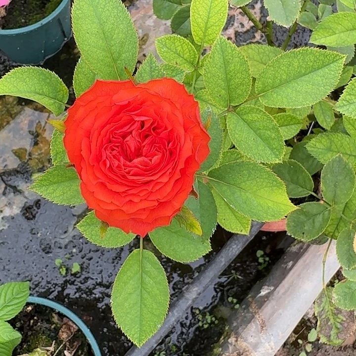 无花朵朱砂一加仑