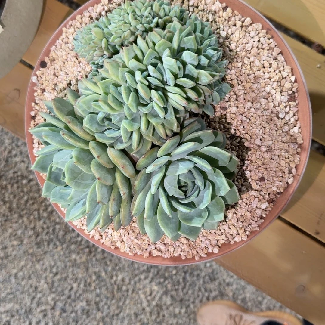 墨***宝多肉植物链接带盆