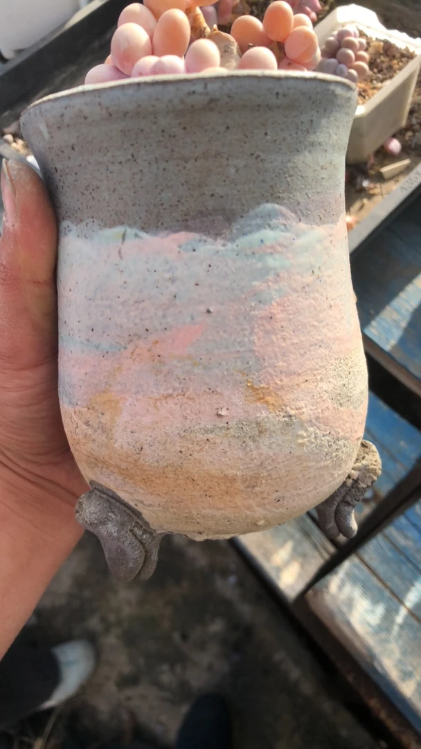 小笼包的盆多肉植物