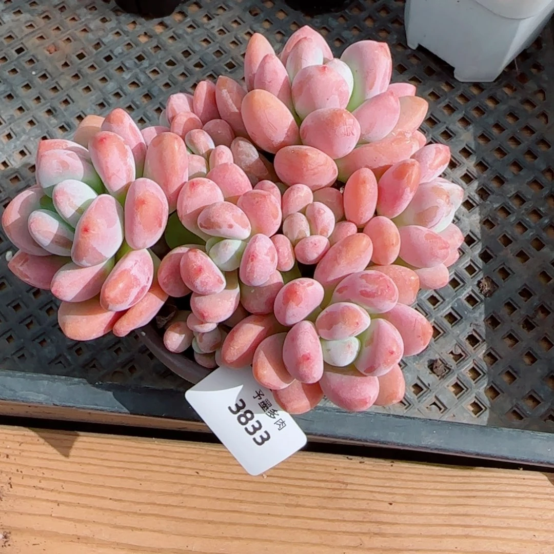红洛神，3833多肉植物