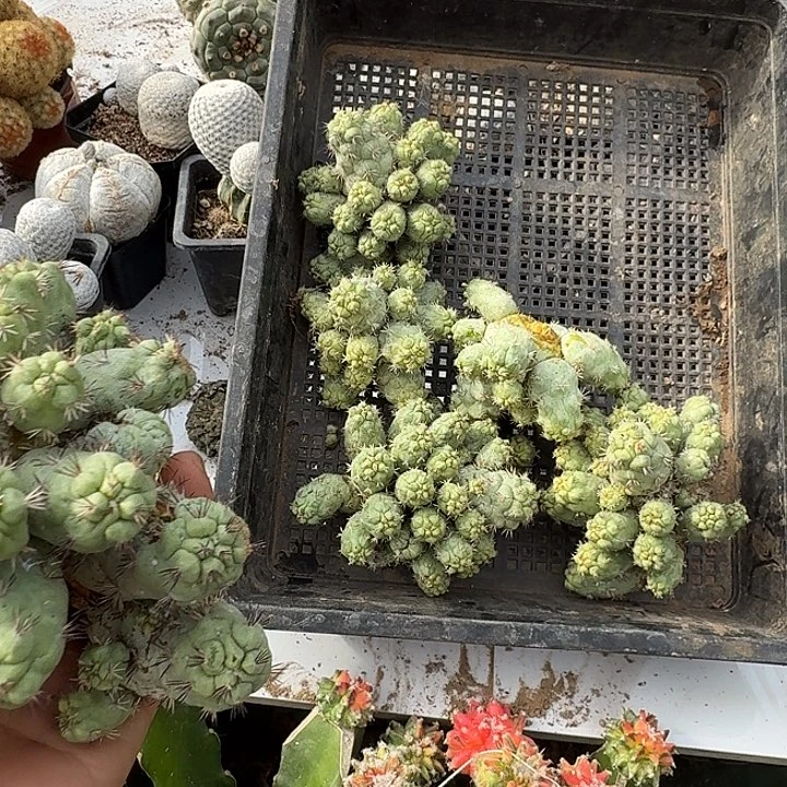 四***光帝王丸子仙人球开花