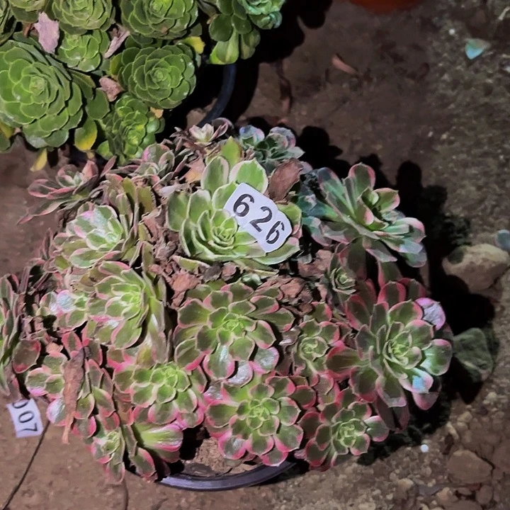 626水果糖多肉植物