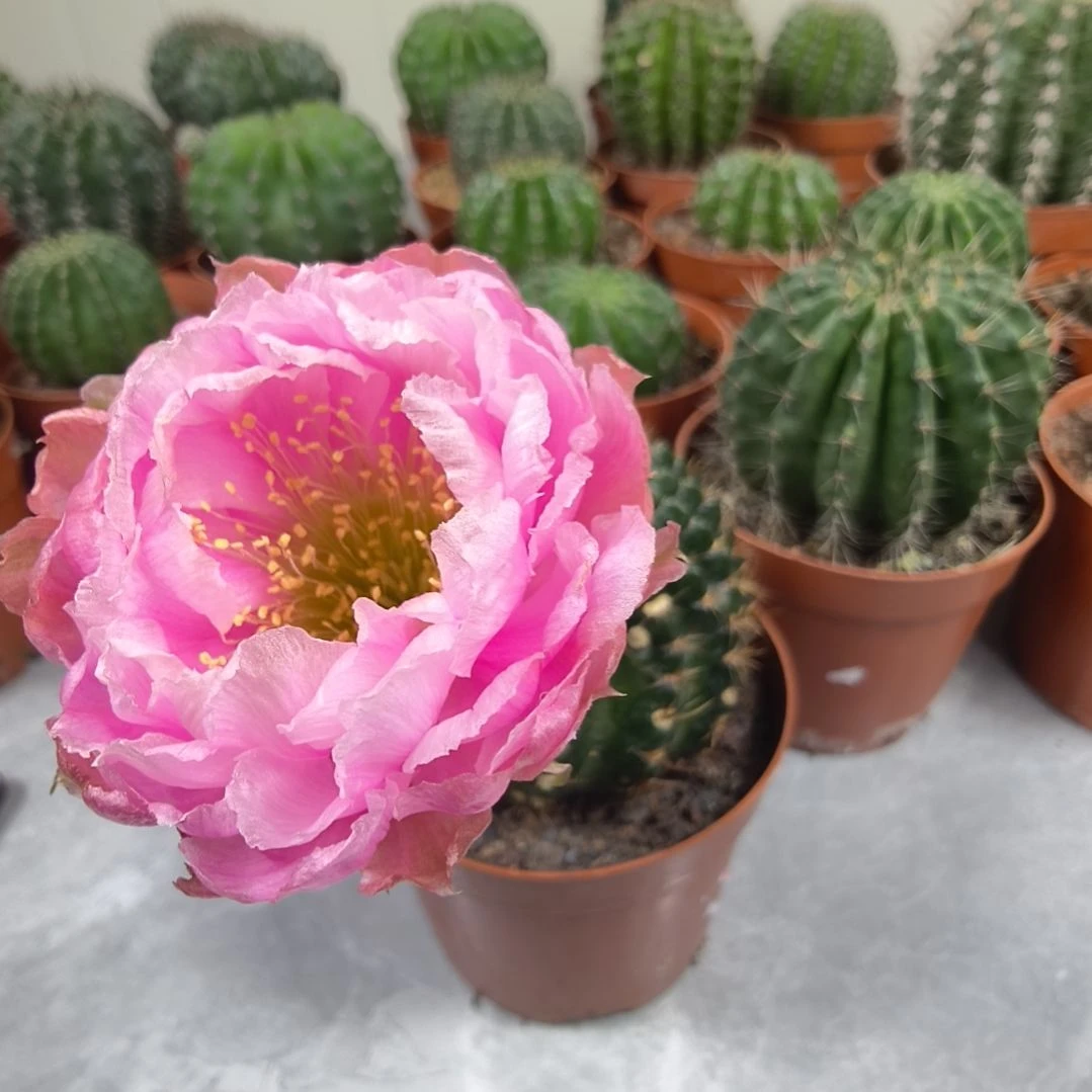 L33丽花仙人球带盆（8cm）