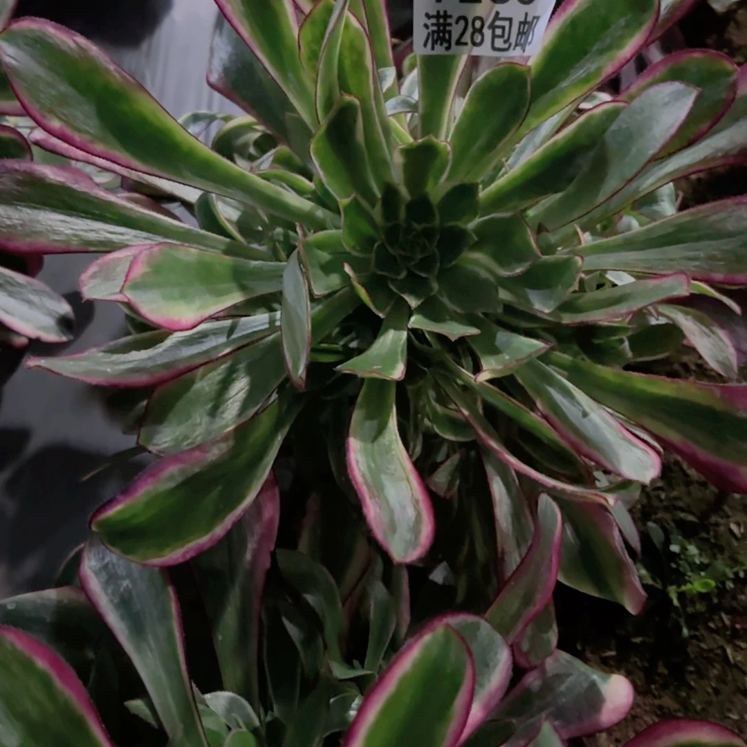 S.  7263冰淇淋多肉