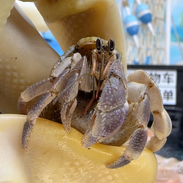 A28紫薯 灰白1.4cm口径