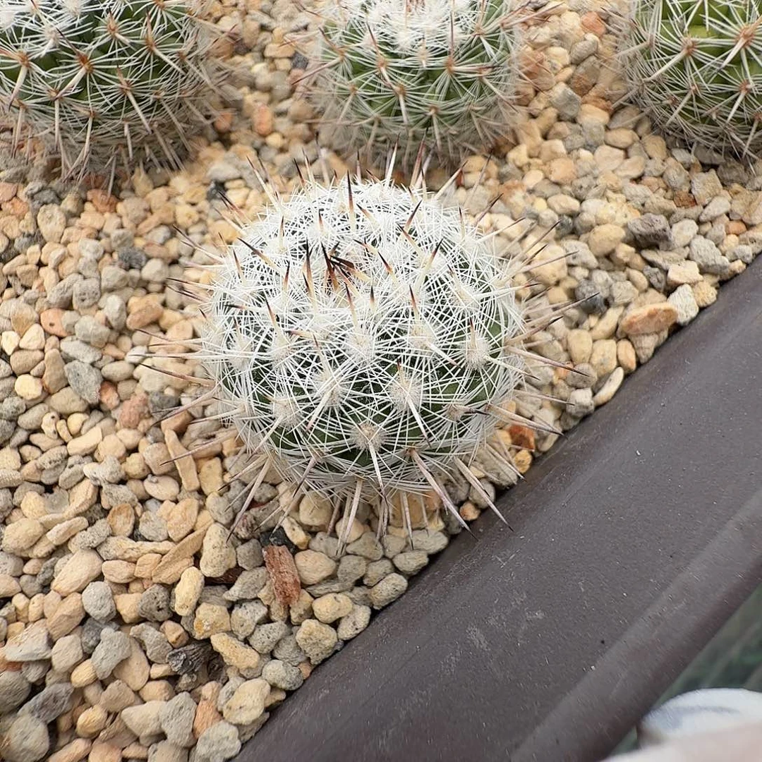 白王实生仙人球2.9公分