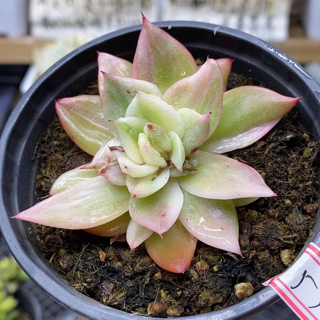 0753 东云花木兰锦有点变异 微瑕