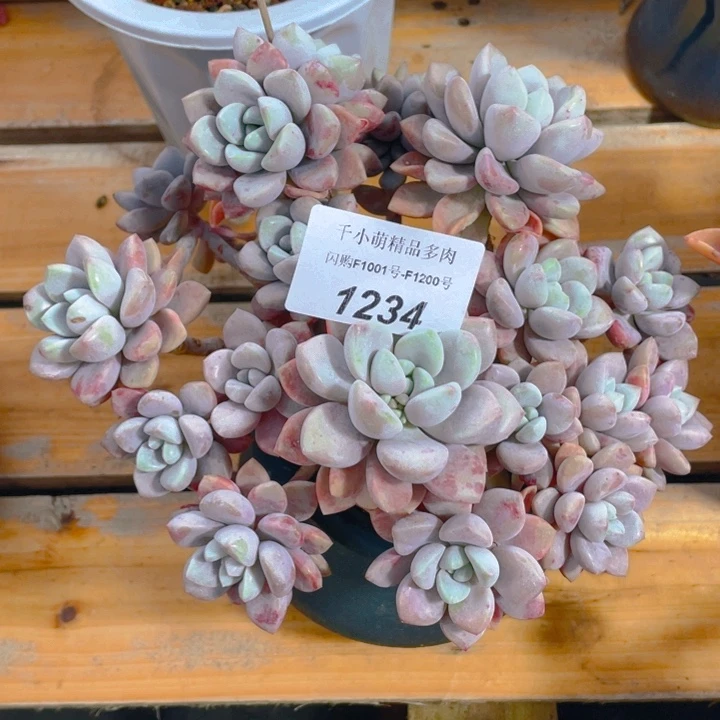 谢谢你的支持00001234