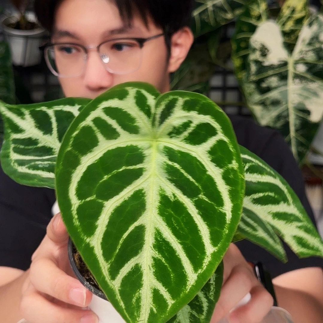 完全开放Q65 铜锣烧