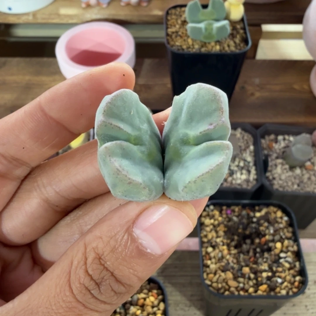 空*韩国大型天使之翼 12-5-L31