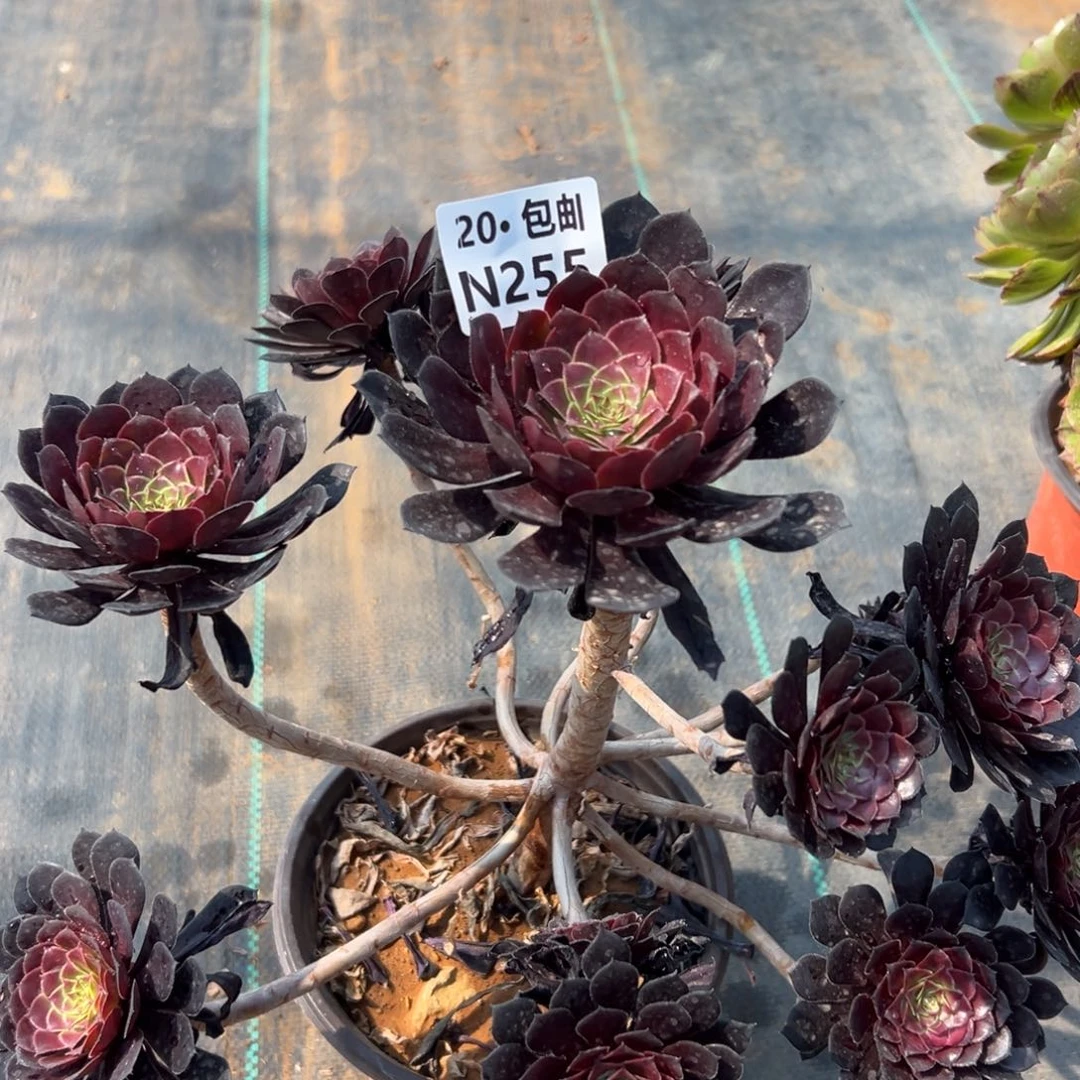 黑铜鼓，满20包邮