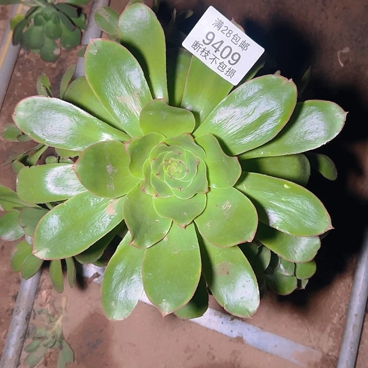 9409燕姿多肉植物