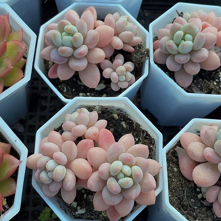 八角盆鱼子酱带盆土