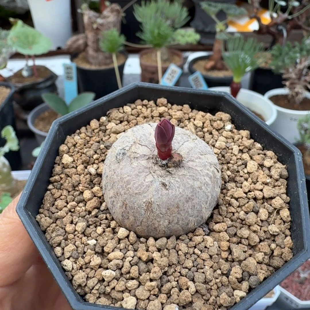 玫瑰大戟511 仙人球