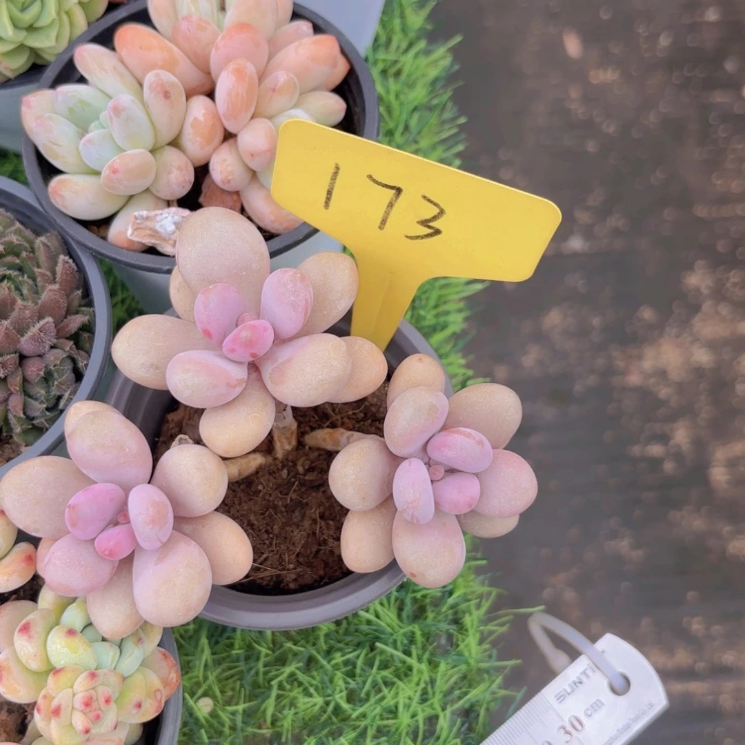 月*?啦啦啦啦啦啦啦