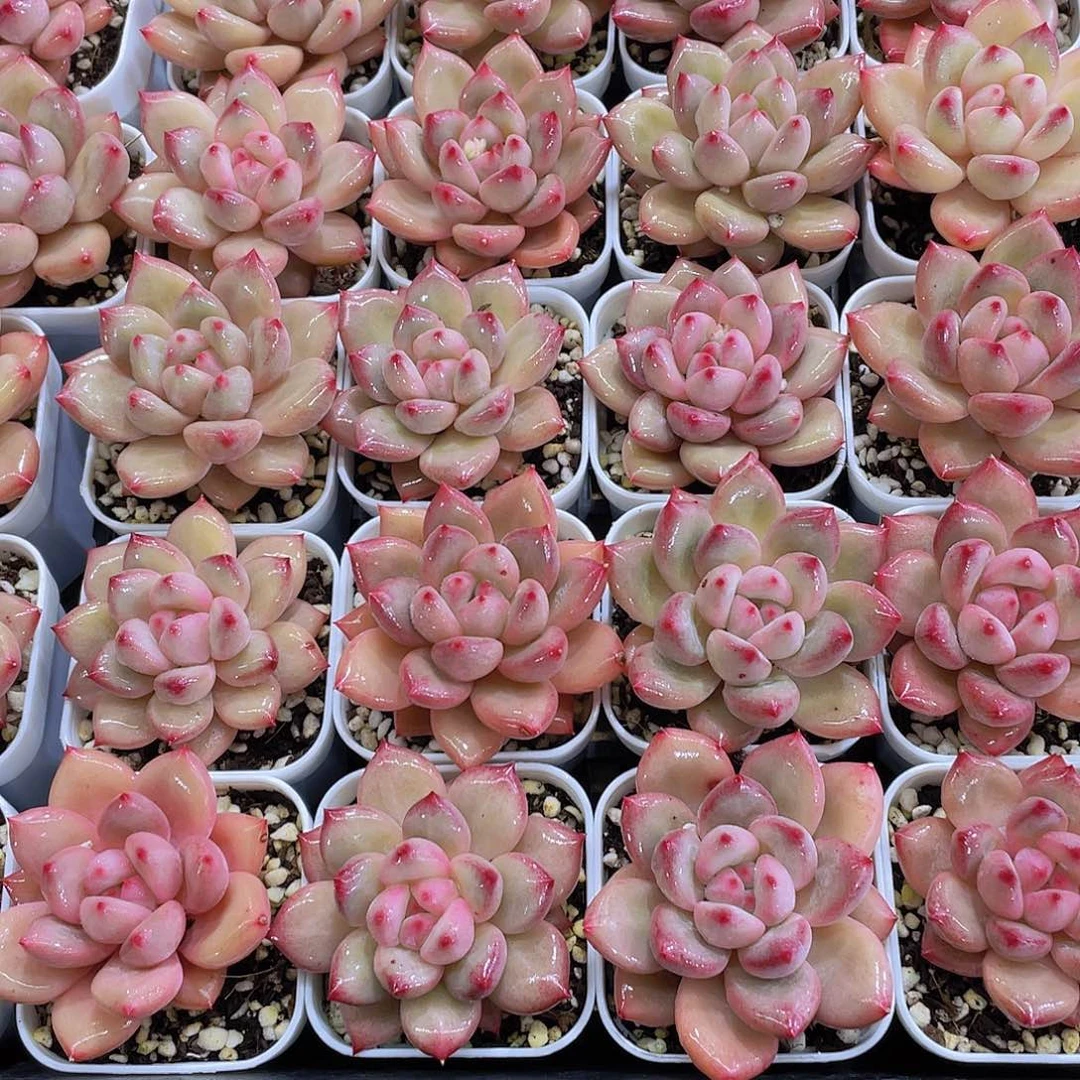 量拍111号 香克斯美人单头一个