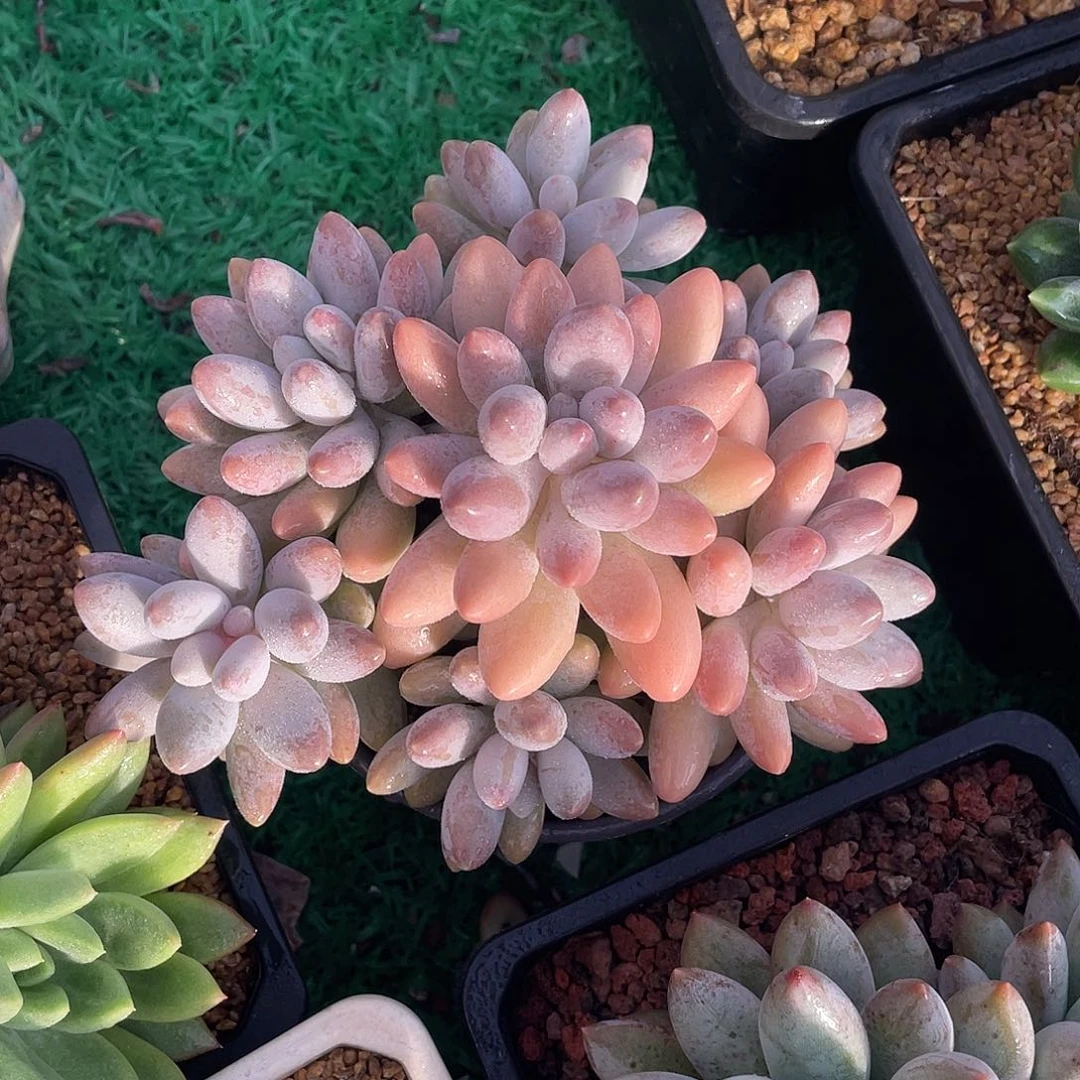 无砍老桩粉色恋人多肉