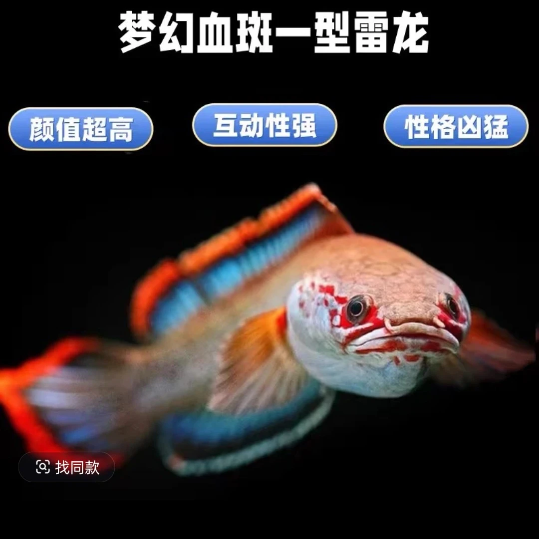 梦幻血班一型雷龙