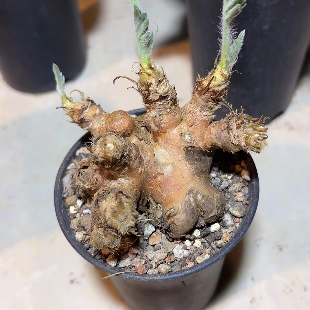 实生红花杨奎一物一拍