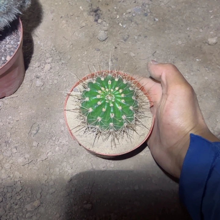 自根毛花柱七仙女20