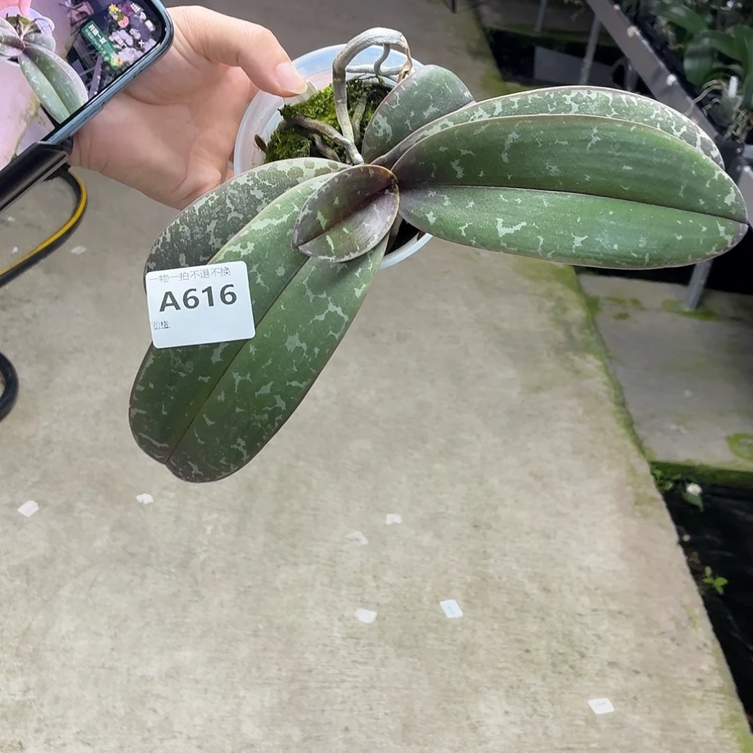 当前无花朵，栽培后可花朵A616 yss1165 3寸大壮苗