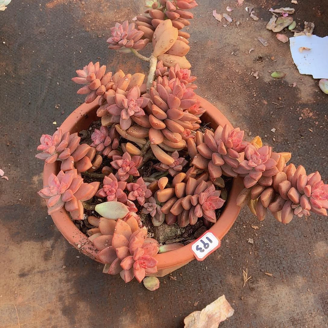 一物一拍多肉家里193基隆月