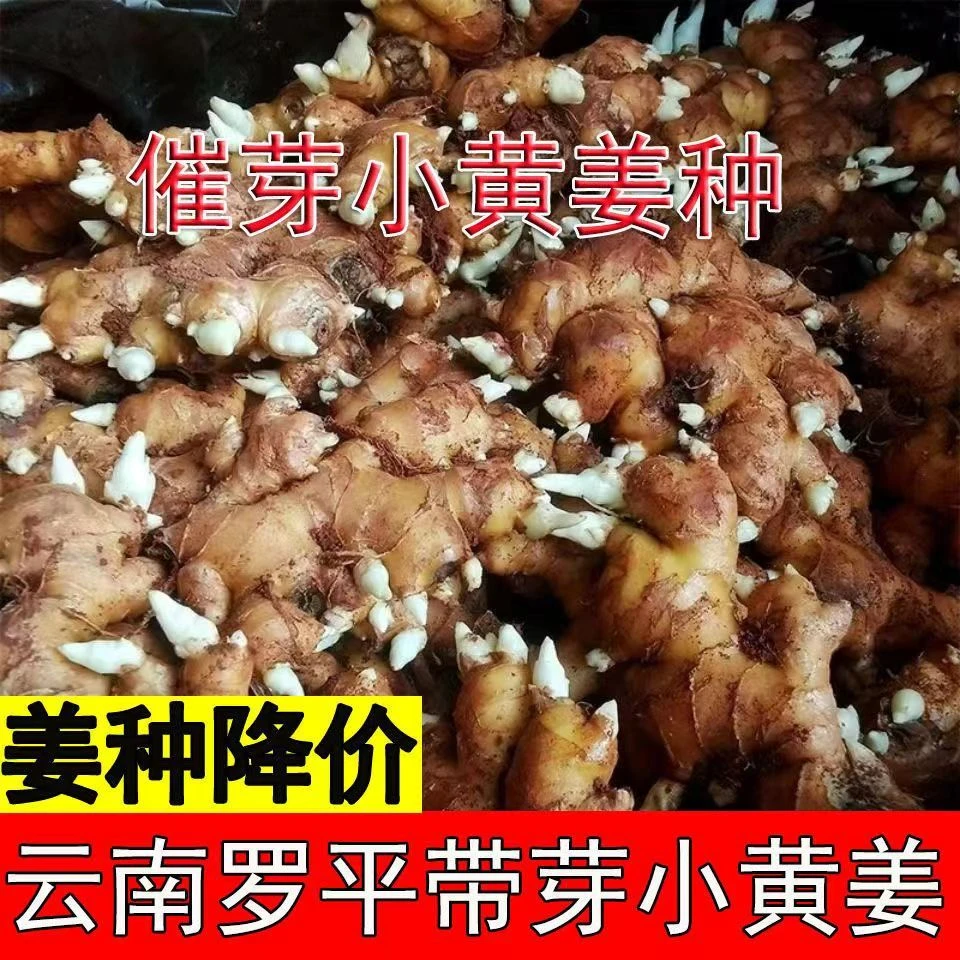 生姜拌种姜种催芽生根云南黄姜农家壮苗老姜种子种苗姜芽整箱浸种