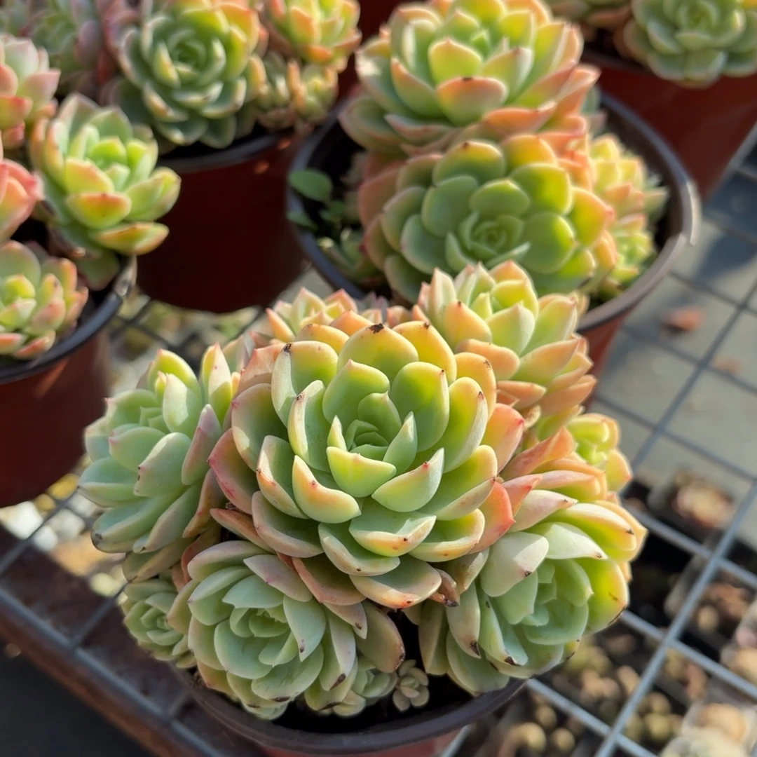 哈密瓜多肉11㎝盆特价