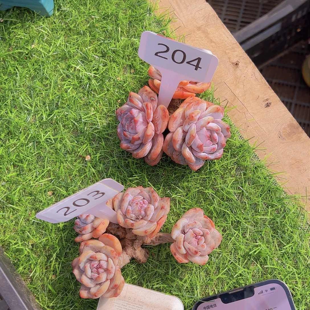 若****0204石榴子25。。