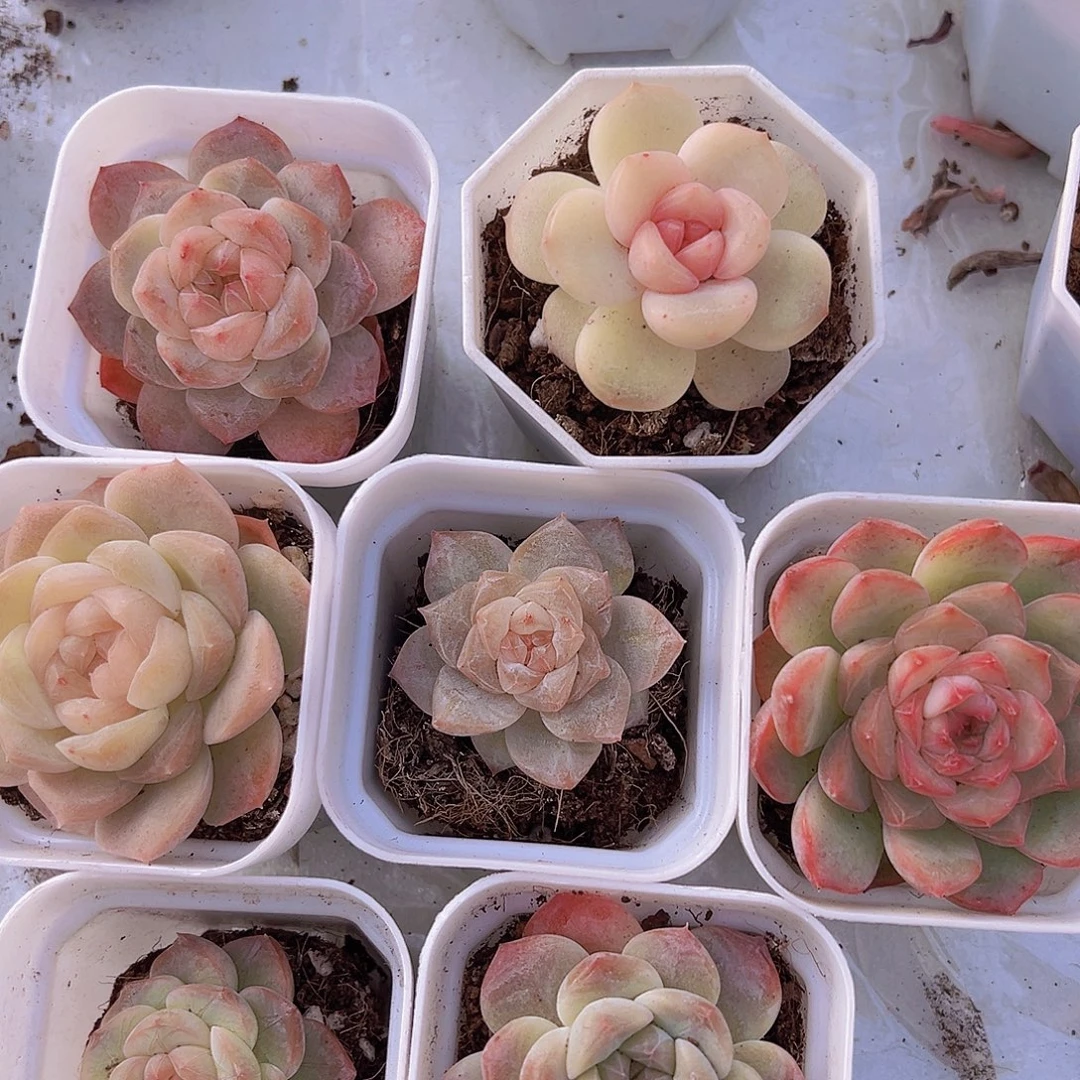 冰心组合7盆19包邮