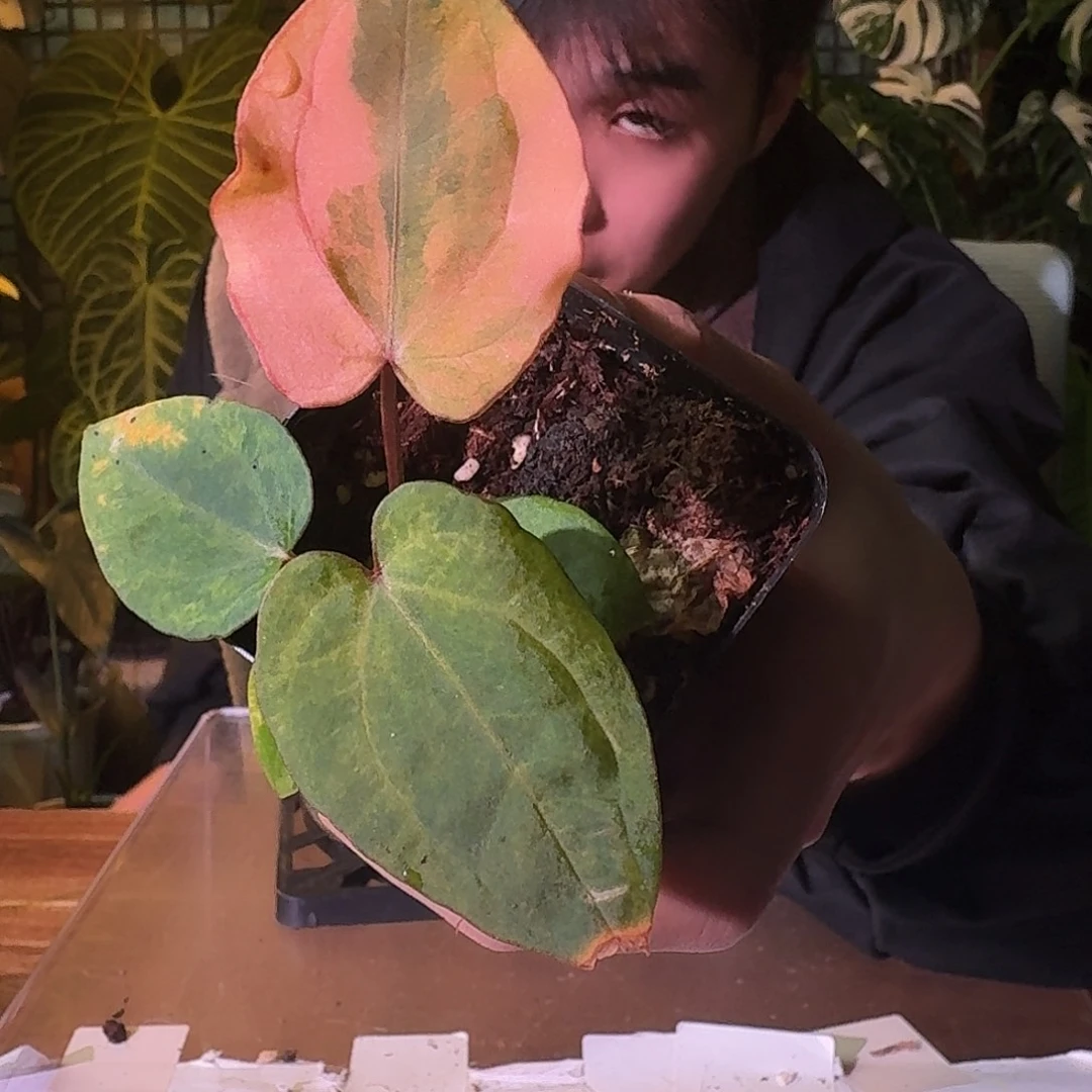 不开花植物G507桃鸡粉锦