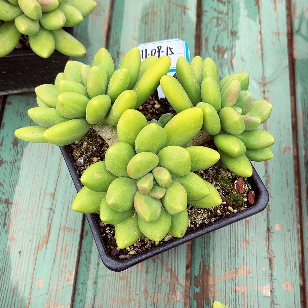 1109-15精控芒果奶