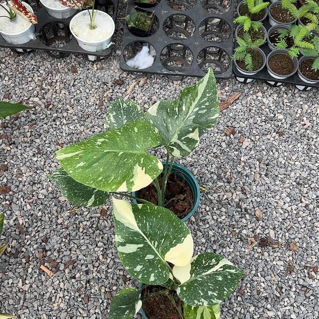 完全开放洒金底座随机发货不售后