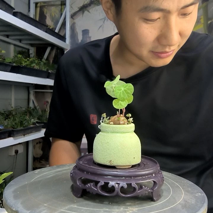 捷中青园艺一物一拍90