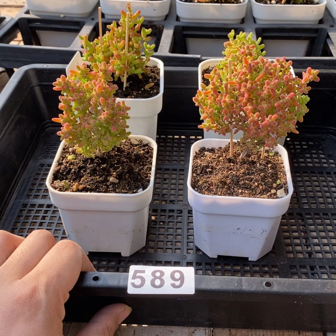 枝干番杏多肉植物589