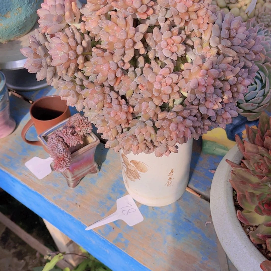 红陶无*多肉植物保护植物