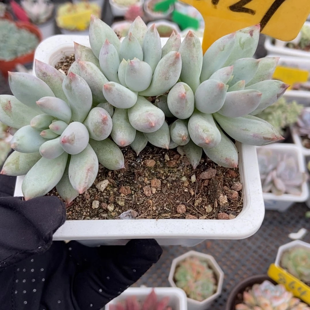 6127所罗门多肉植物