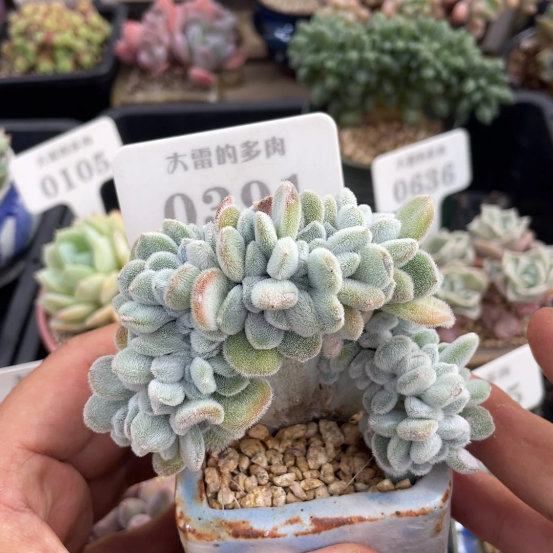 0391雪晃星不带盆9厘米