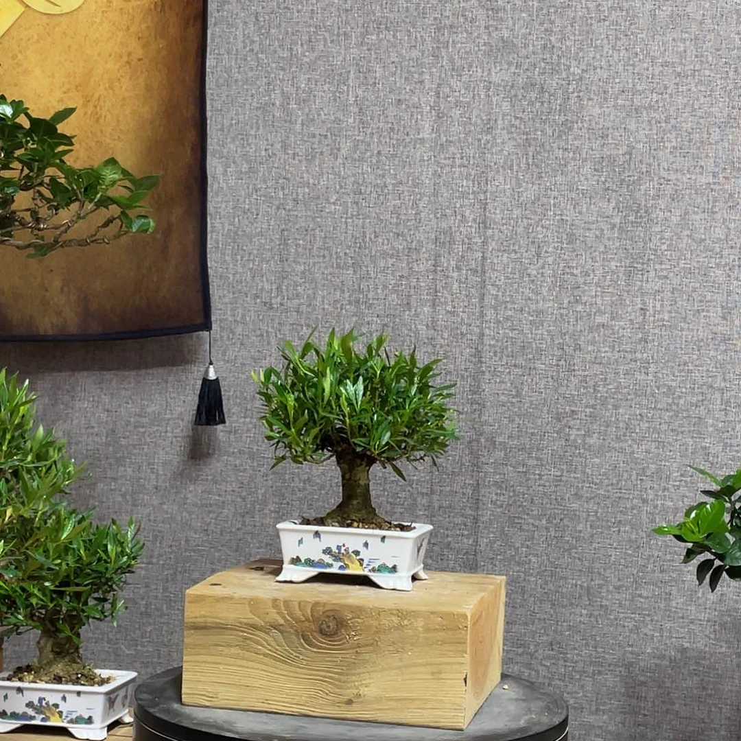 无花朵喜*双栀子花