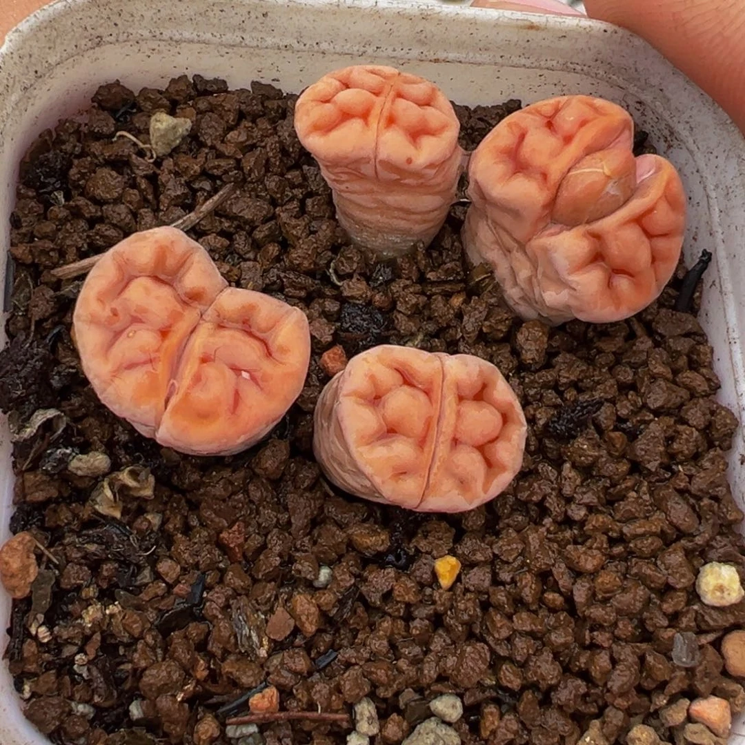 752多肉植物种类多样