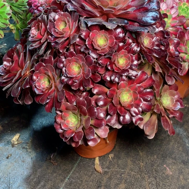 31华纳多肉111111