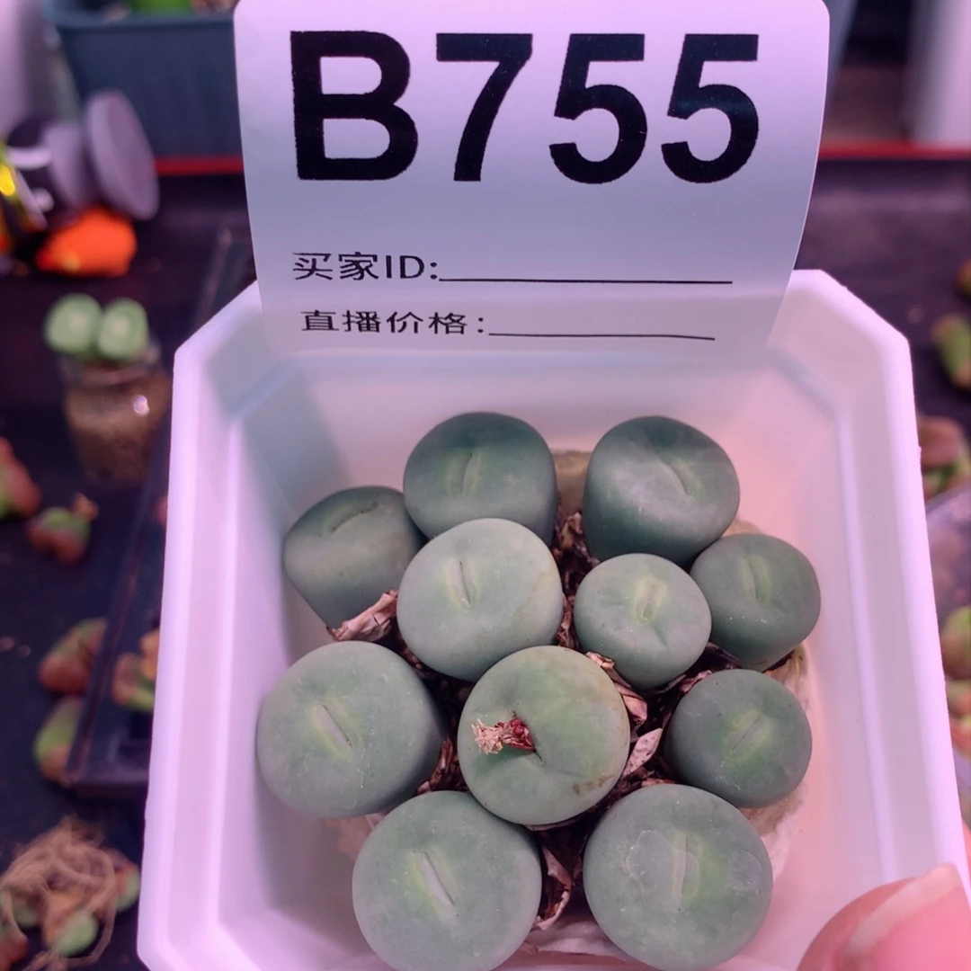 B755玻尿酸大嘴植物