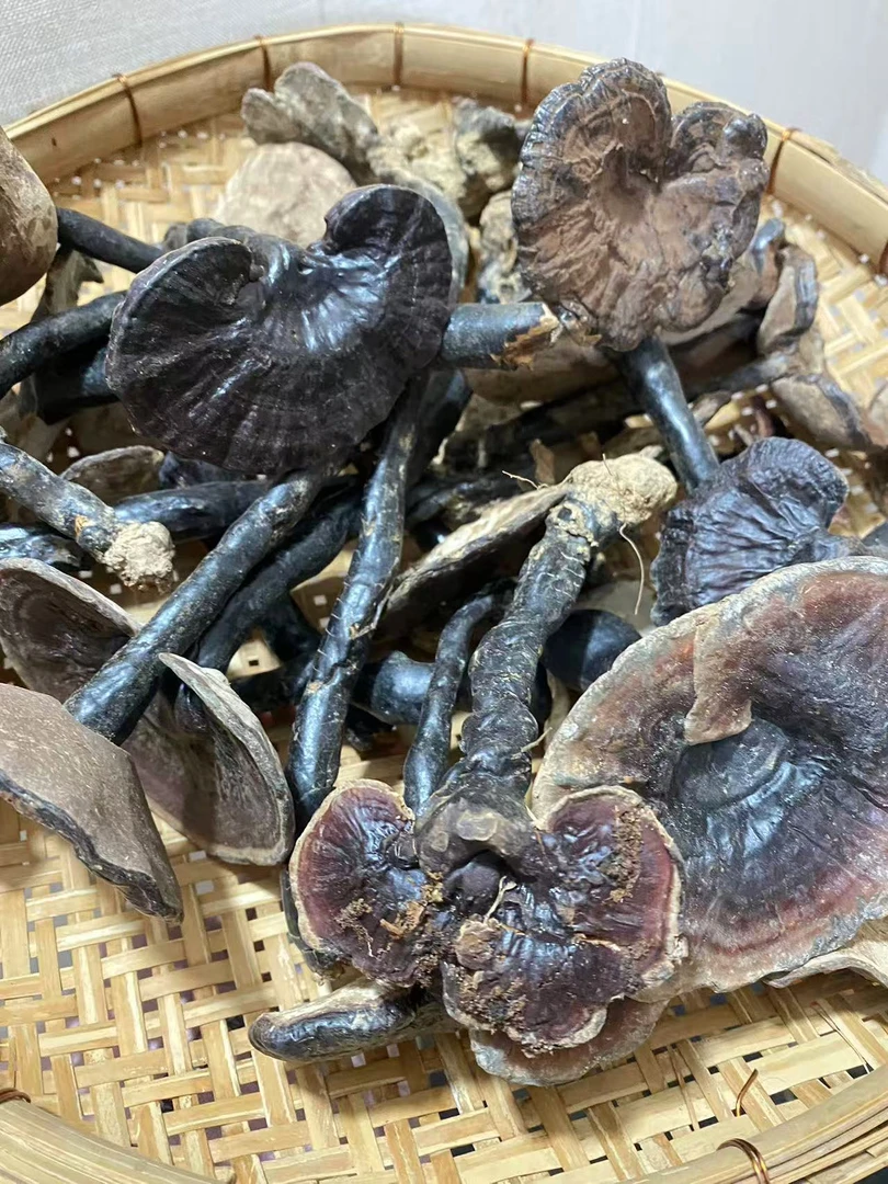 老林中枫树灵芝 煲汤