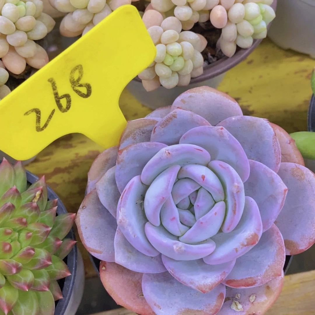 开心多肉，一物一拍，看准下单，